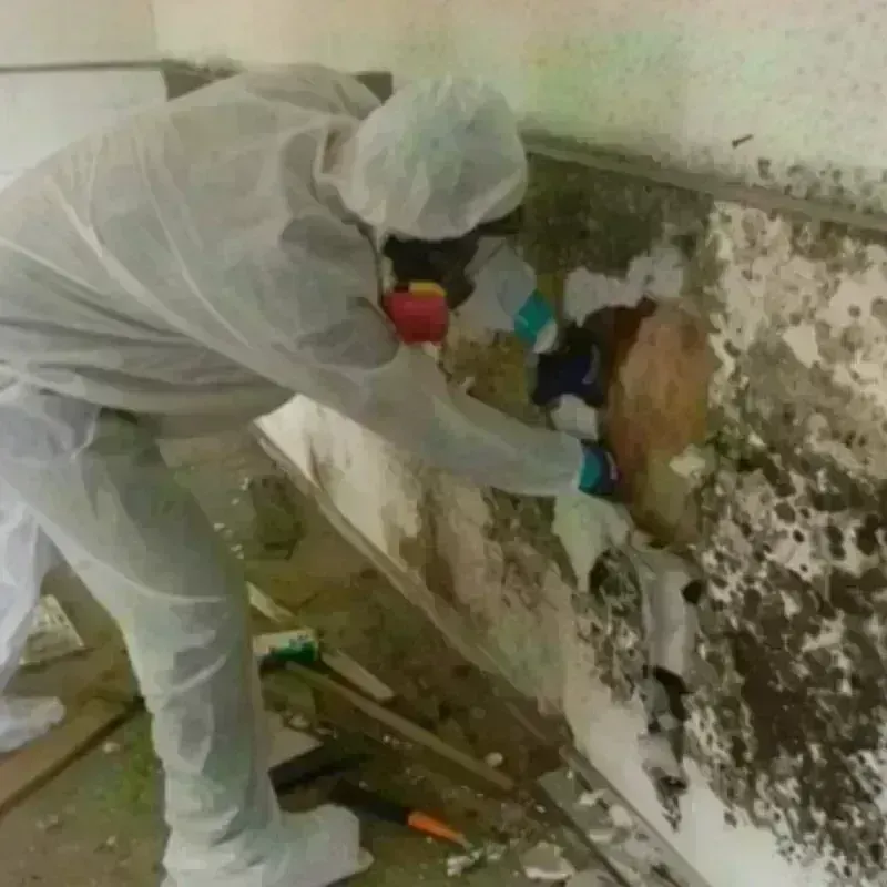 Mold Remediation and Removal in Union City, CA